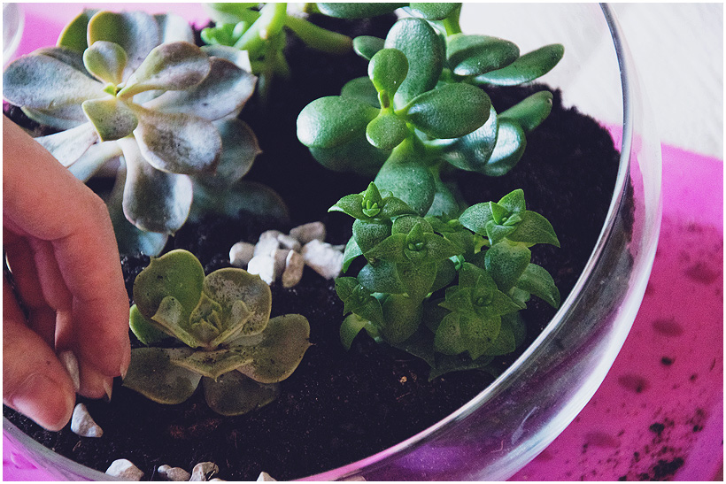 Sukkulenten Mini Garten im Glas DIY